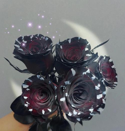 黑玫瑰十朵的花语是什么？送黑玫瑰有何特别意义？