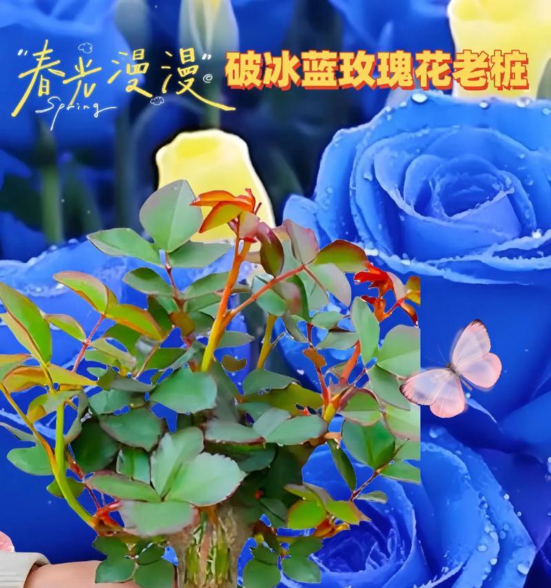 两朵蓝色玫瑰花的含义是什么？如何表达爱意？