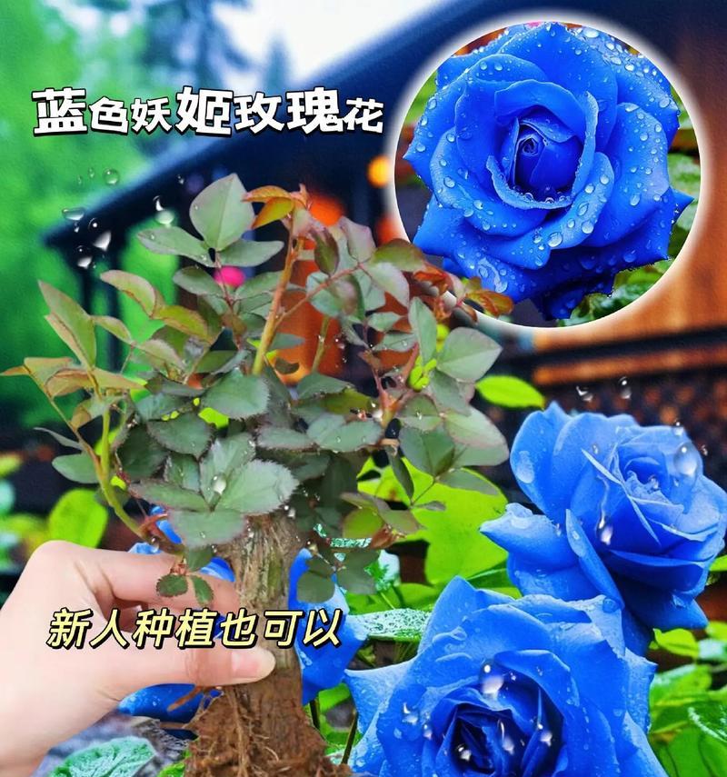 两朵蓝色玫瑰花的含义是什么？如何表达爱意？