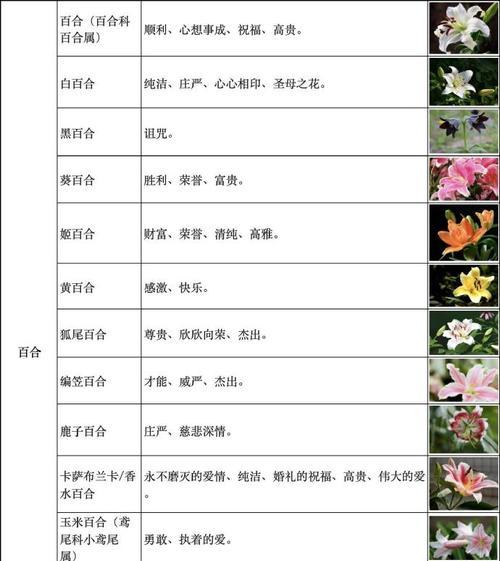 盛鼎花语礼花代表什么含义？