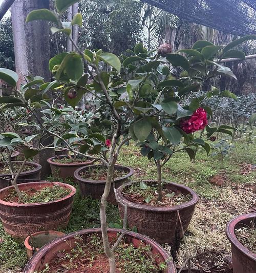 盛鼎花语礼花代表什么含义？