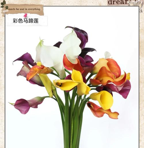 马蹄莲的花语和寓意是什么？