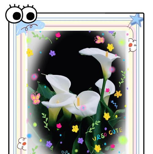 马蹄莲的花语和寓意是什么？