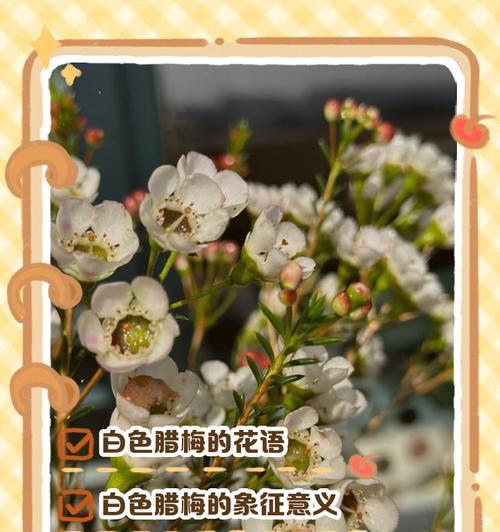 早安的腊梅花语是什么呢？腊梅花语有哪些特别之处？