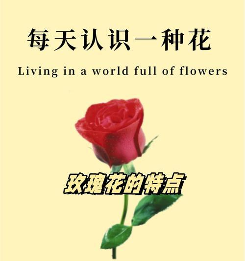 玫瑰花作为礼物送给病人的寓意是什么？
