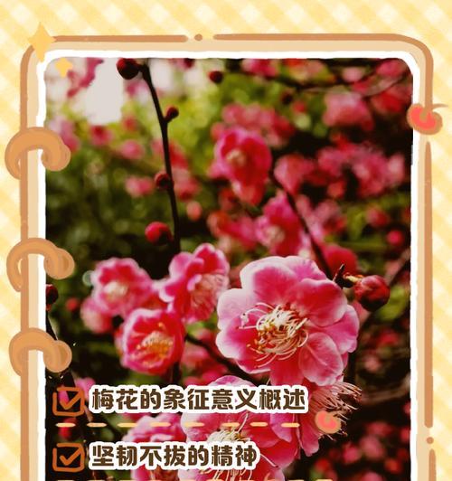 五瓣梅花代表什么？它的寓意有哪些？