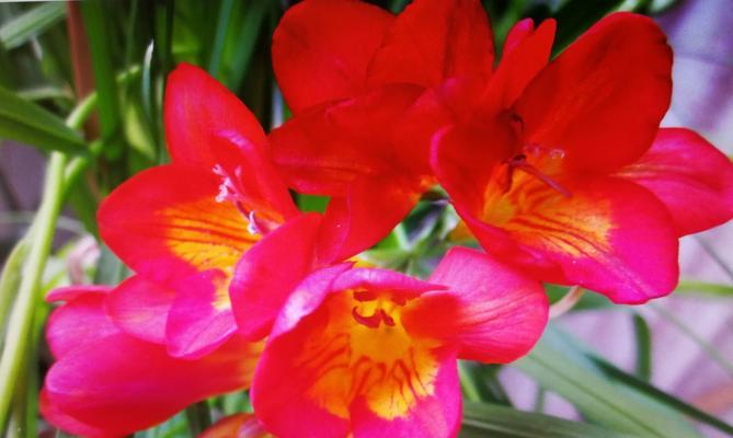 信教的花语代表什么？