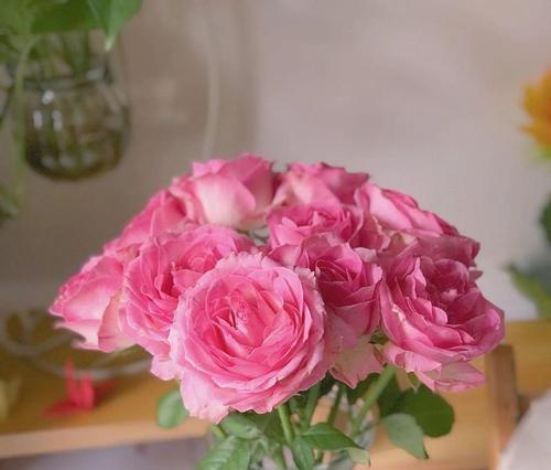 小妖精玫瑰代表什么意义？花语有哪些？