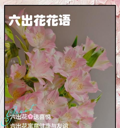 百寿花的花语有何深意？适合送给谁？