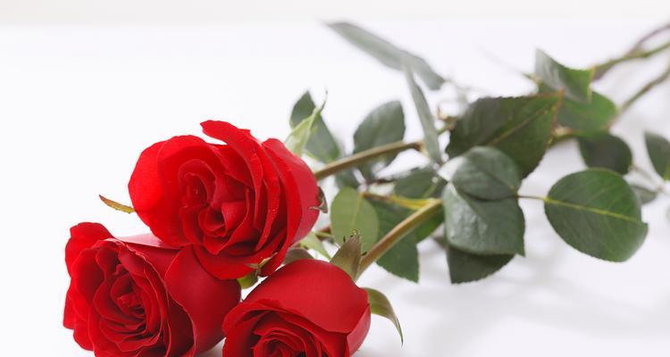 深夜送玫瑰合适吗？女生应该送什么花？