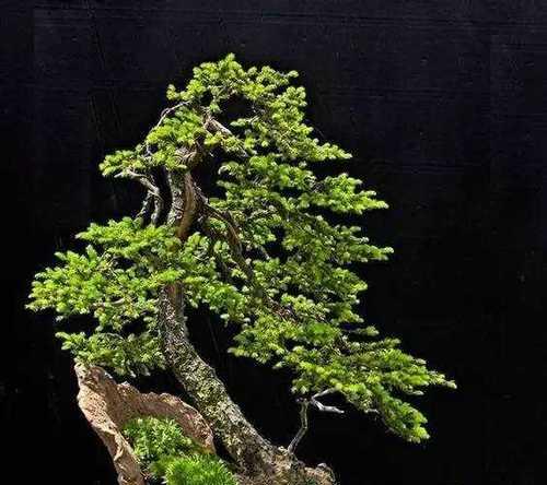 森林之王绿植花语代表什么？如何正确解读？