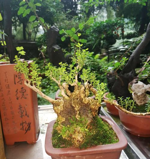 森林之王绿植花语代表什么？如何正确解读？