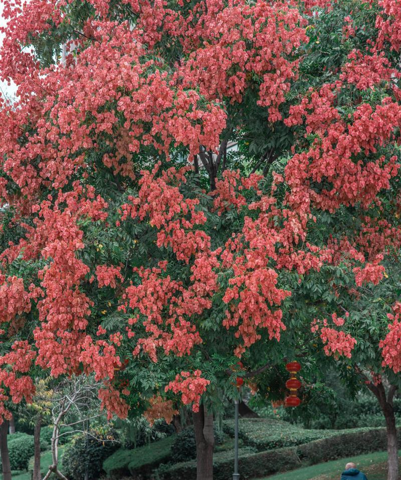 花语代表危险的树木是什么？这种花的花语是什么？