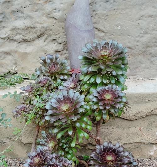 花语代表危险的树木是什么？这种花的花语是什么？