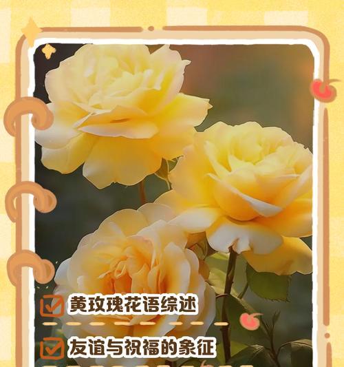 送给男生的玫瑰花语有哪些？男生收到玫瑰代表什么？