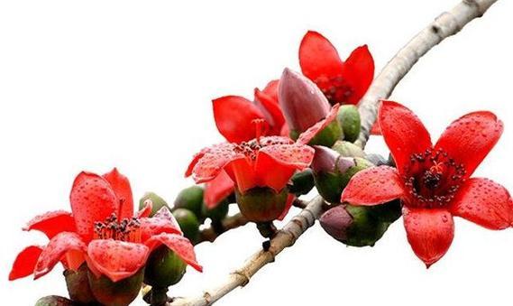 干柳的花语和寓意有何深意？