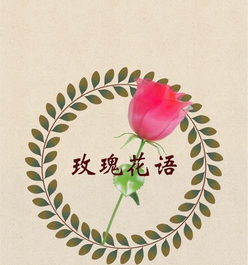清雅玫瑰的花语代表了什么？