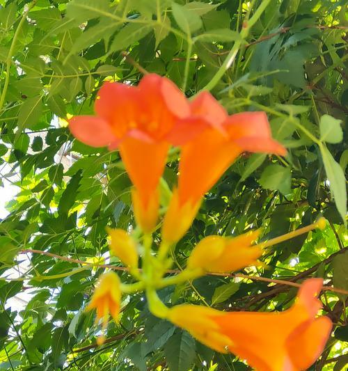 天天炫耀的花语含义是什么？炫耀时应该选择哪种花？