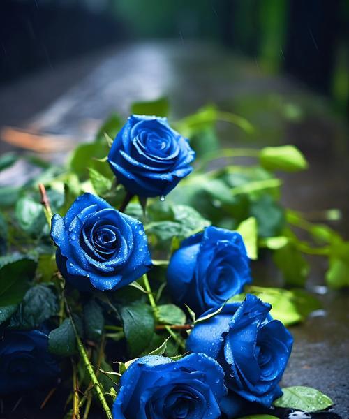 蓝玫瑰的花语有何特别之处？蓝玫瑰代表了什么？