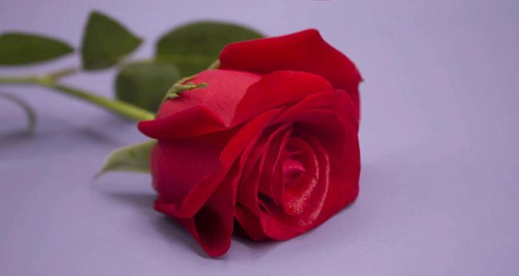 年轻人现在流行送什么颜色的玫瑰花？有什么特别的含义吗？