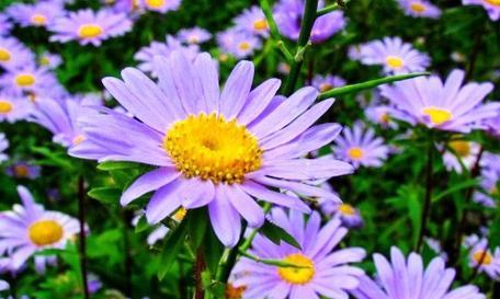 紫菀中药的花语有何特别之处？它代表了什么？