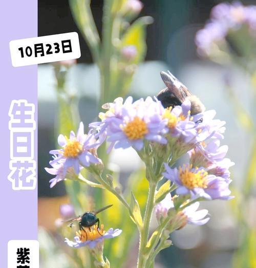 紫菀中药的花语有何特别之处？它代表了什么？