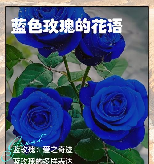 送充气玫瑰花的寓意是什么？充气玫瑰花的花语有何不同？