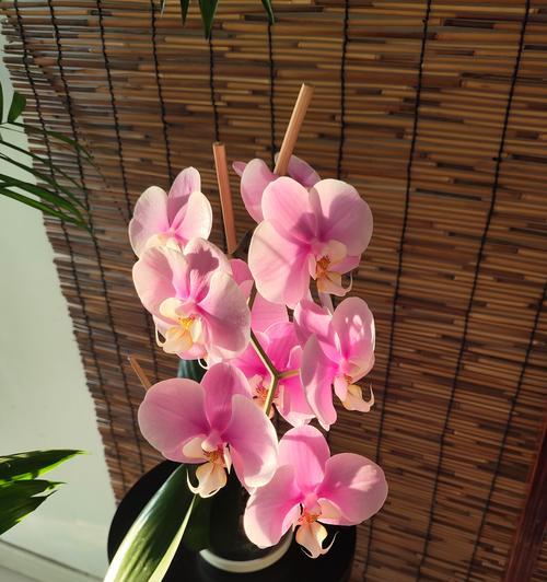 羡慕室友的花语代表什么？这种花语在友情中传递了什么信息？