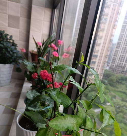蓝雪兰花语寓意是什么？蓝雪兰代表了哪些美好寓意？