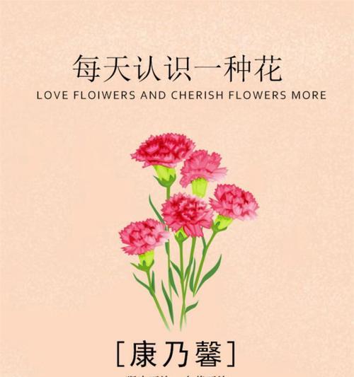 送花3朵康乃馨花语是什么？它表达了怎样的情感？