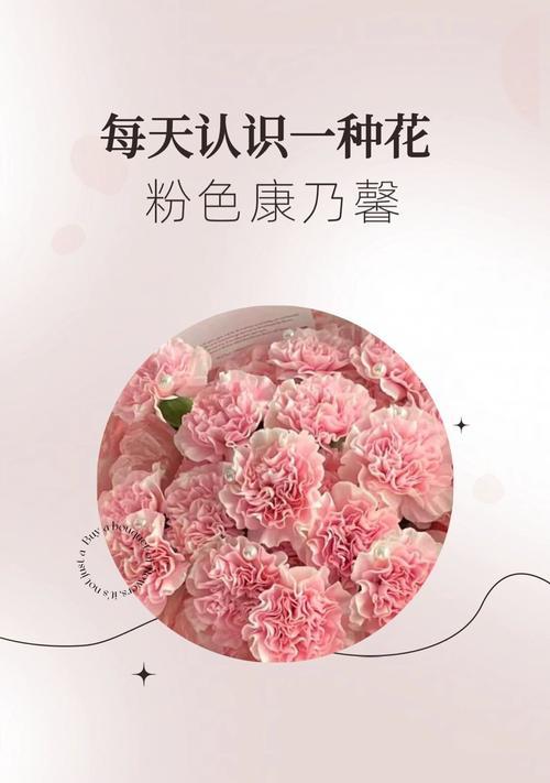 送花3朵康乃馨花语是什么？它表达了怎样的情感？