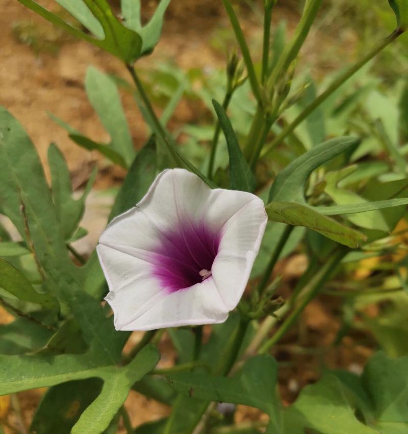 蕃薯花的花语是什么？这种花象征着什么？