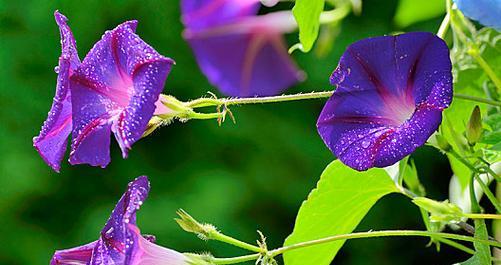 蕃薯花的花语是什么？这种花象征着什么？