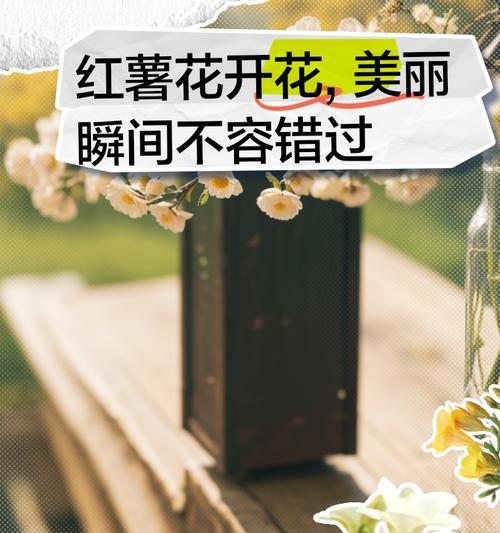 蕃薯花的花语是什么？这种花象征着什么？