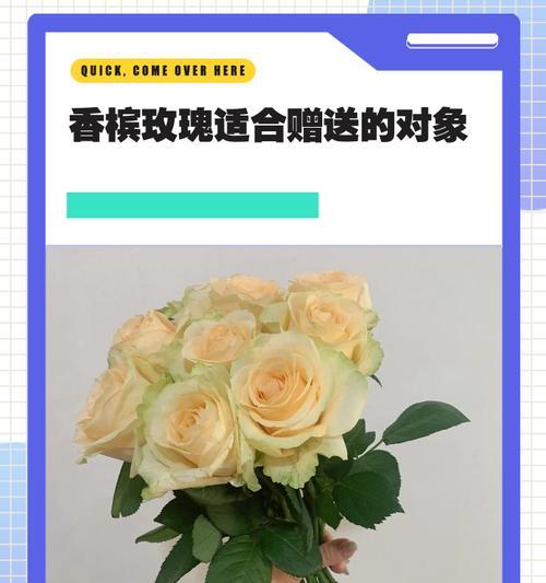 香槟玫瑰与橙芭比玫瑰的花语有何不同？