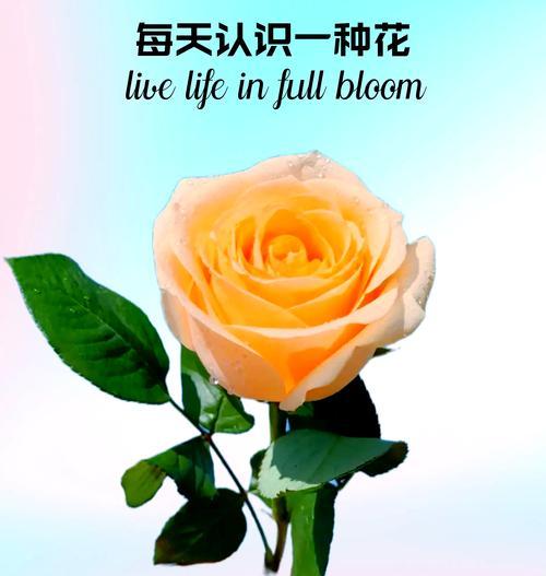 香槟玫瑰与橙芭比玫瑰的花语有何不同？