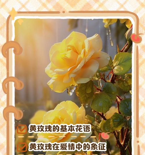 哪种玫瑰花代表友谊？如何用玫瑰花语表达友情？
