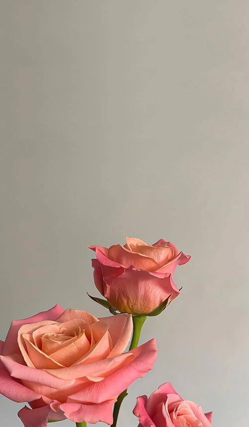 哪种玫瑰花代表友谊？如何用玫瑰花语表达友情？