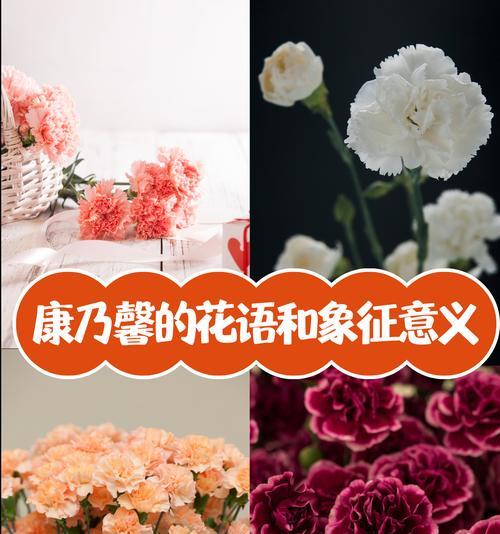 达林顿花语是什么？粉白康乃馨花语又是什么？