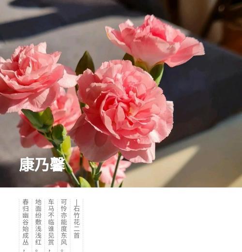 达林顿花语是什么？粉白康乃馨花语又是什么？