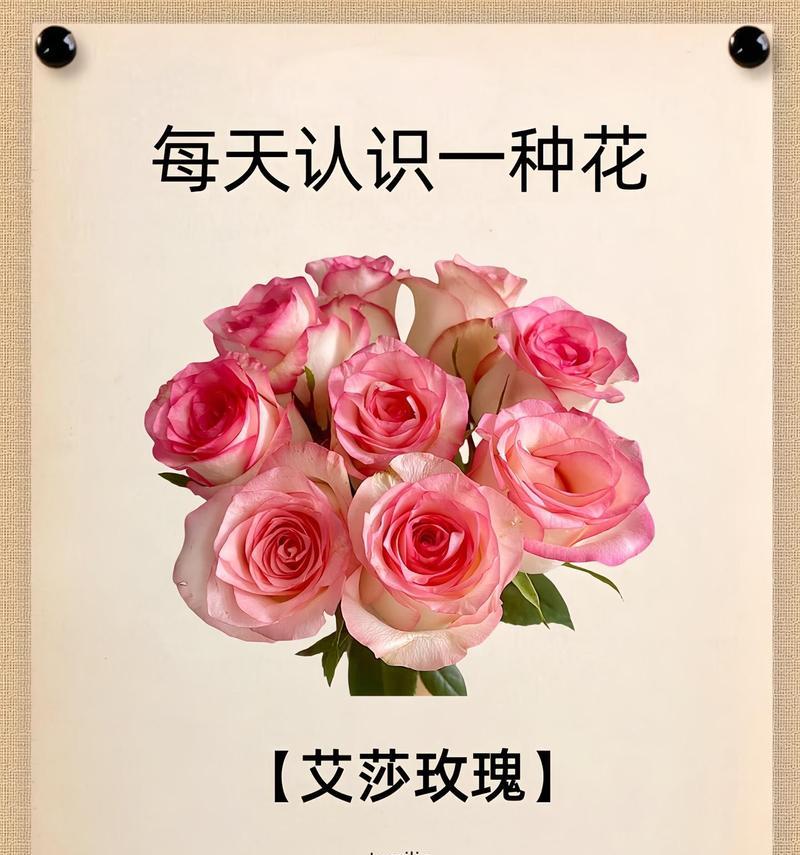 粉色艾莎玫瑰11朵代表什么？花语有何特殊含义？
