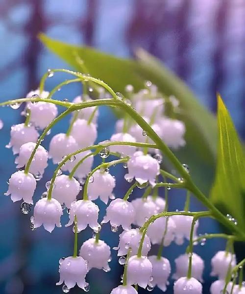 云中花的花语是什么？庐山花语世界是做什么的？