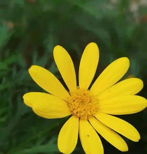 分手应该用什么花语形容？哪种花代表了结束一段关系？