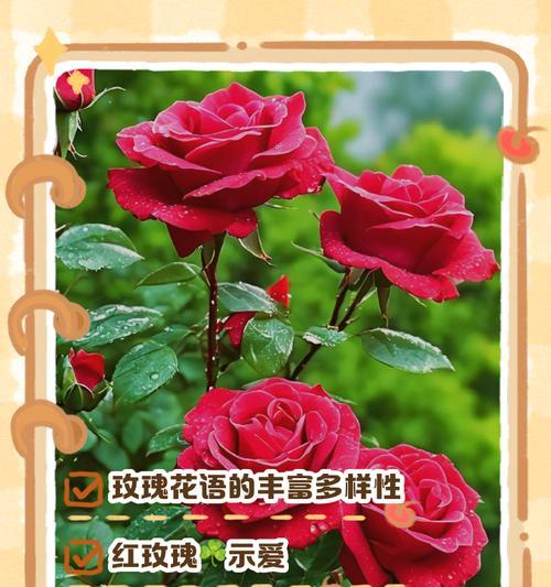 冰山兰玫瑰的花语是什么？它代表了哪种情感？