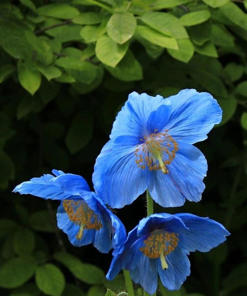 绒毛花的花语是什么？这种花象征着什么？