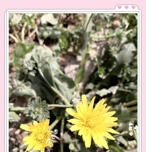 绒毛花的花语是什么？这种花象征着什么？