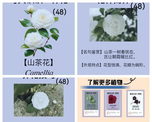 哪种花的花语象征着爱情？