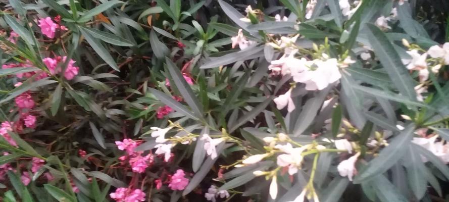 如何理解花语的含义？解花语有哪些常见的误区？