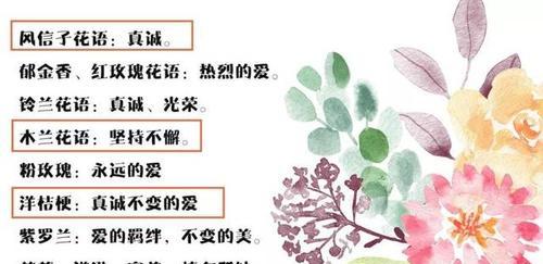 如何理解花语的含义？解花语有哪些常见的误区？