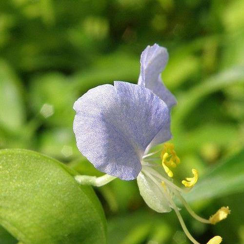竹叶菜的花语和寓意有哪些？